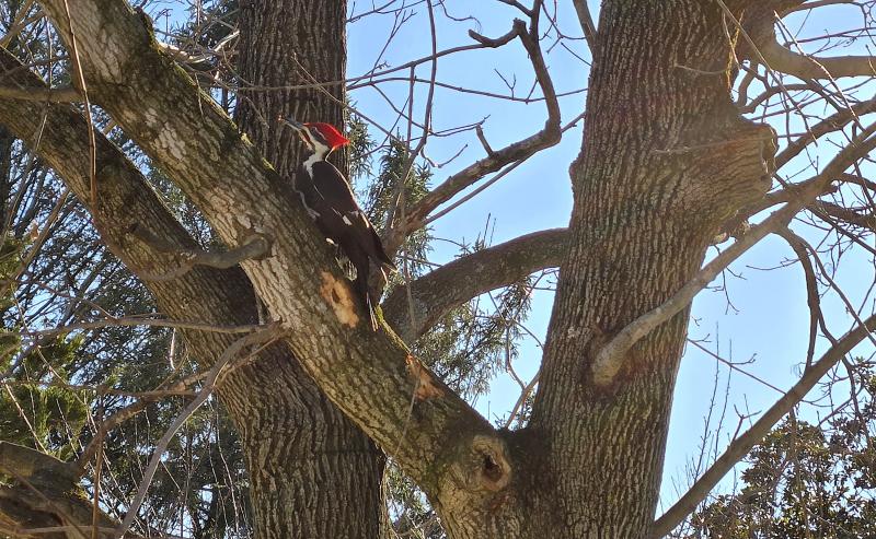 This pileated woodpecker stuck around just long enough for me to get a photo.